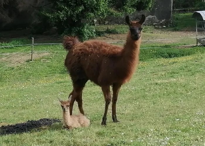 La Maison De - Lourdes Barlest