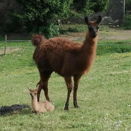 La Maison De - Lourdes Barlest